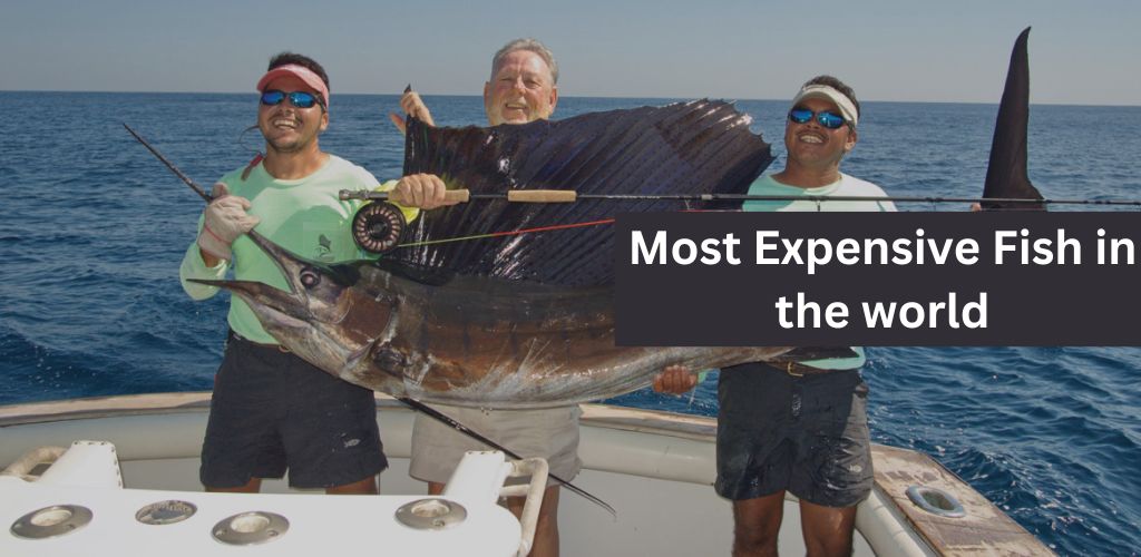 Most Expensive Fish in the world