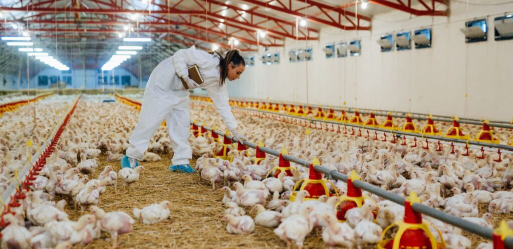 Business Ideas in Assam - Poultry Farming