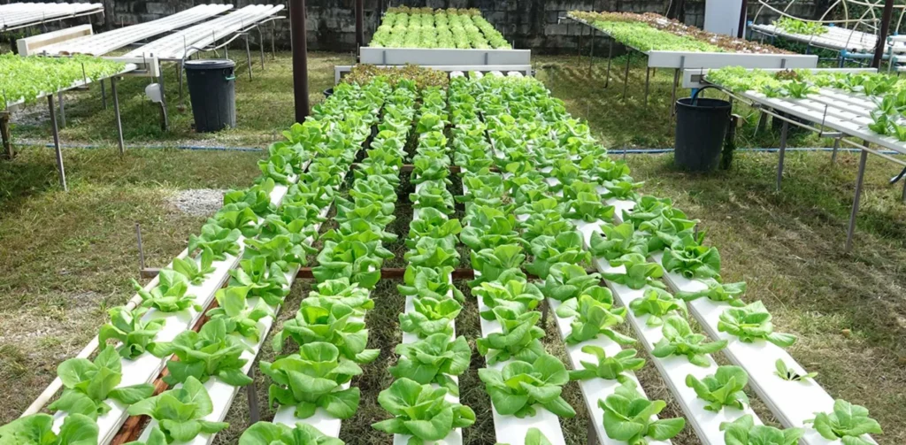 Agriculture Business Ideas
