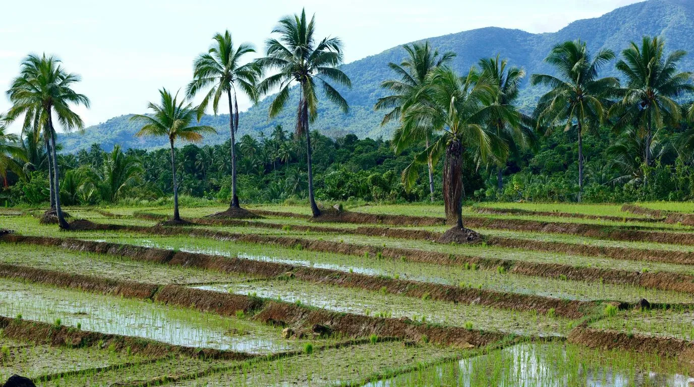 Organic Coconut Farming - coconut business ideas